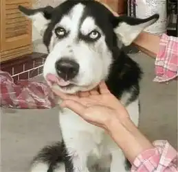 被马蜂蜇到眼睛的汪星人
