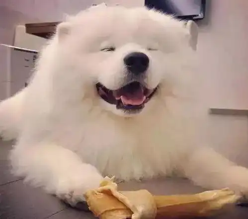 属狗女生如何看待男朋友的前任
