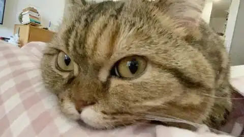 搞笑的猫咪合集,心疼铲屎官三秒钟
