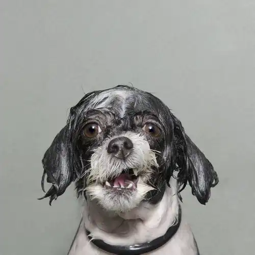 纽约摄影师sophiegamand拍摄狗狗洗澡的照片,太搞笑了
