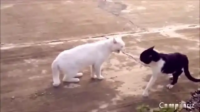 好搞笑的猫猫啊,哈哈哈,快来看看
