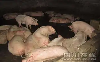 成都破获年度最大注水猪肉案查获注水猪肉20余吨
