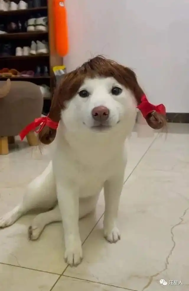 当狗子遇上假发,居然有点好看
