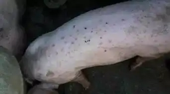 夏季猪病防治猪皮肤病的防治对策一
