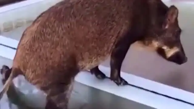 野猪误闯玻璃桥,保安称没见过这么搞笑的猪,网友摩擦摩擦,魔鬼的步伐
