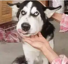 被上帝亲吻过的宝贝固然美丽,但如果被蜜蜂亲吻过后...

