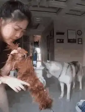 跟女同事吃饭,为什么她脱鞋踩着我这是在暗示什么吗,哈哈
