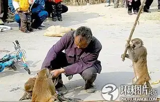 动物让人抓狂的爆笑瞬间猴子围攻美女

