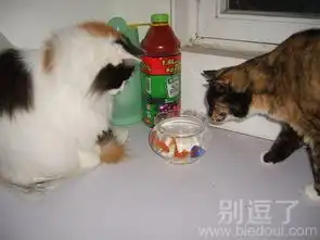 馋猫图片笑话搞笑馋猫图片精选爆笑馋猫图片大全别逗了
