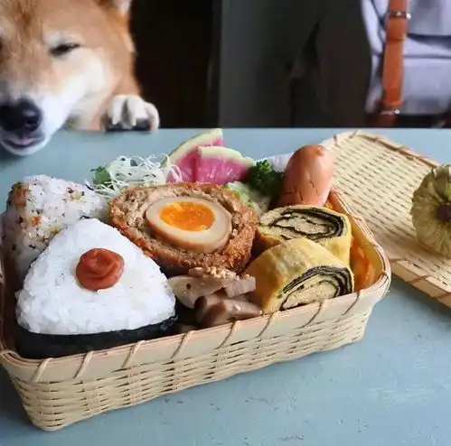 日本馋嘴柴犬入镜主人做的美食照片,把网友们都馋哭了
