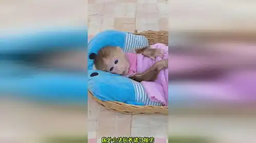 小猴哥终于睡了搞笑神奇动物在
