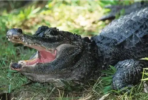 安徽芜湖被水冲走鳄鱼被煮刷爆朋友圈的锅烫鳄鱼视频是真的
