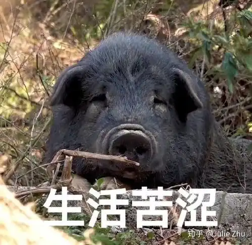 记录有趣的猪猪照片
