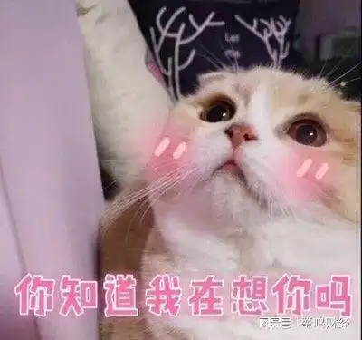 猫咪高冷特别考验你的陪伴,那么你不在家,猫咪会想你吗
