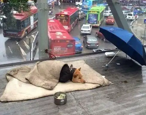 搞笑段子趣味图片狗子,你咋如此落魄了呢,你主人在哪里呢
