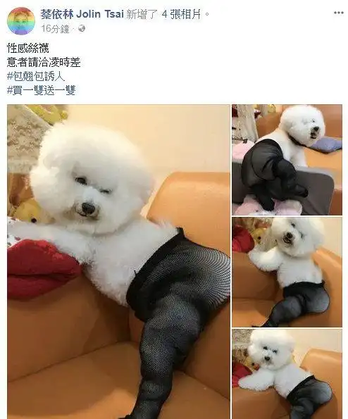 爆笑蔡依林发文晒性感美照而配图让狗狗露出了无奈眼神
