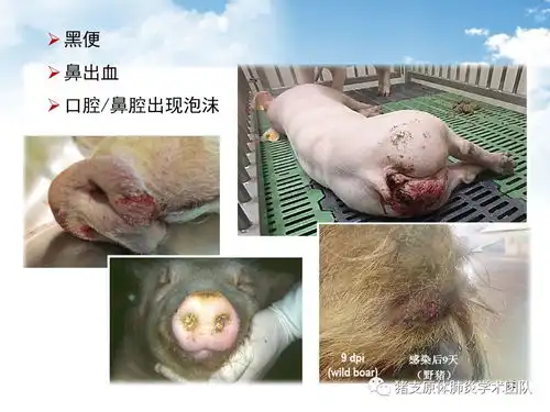 如何辨别非洲猪瘟
