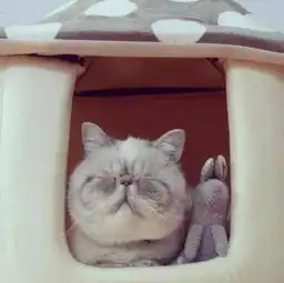 一只永远睡不醒的猫咪,太可爱了,让人看了也好..
