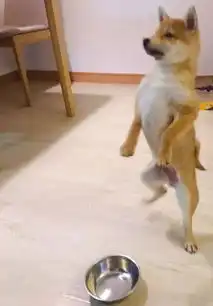 骗柴犬说家里没有狗粮了,让它去喝西北风,柴犬气得站起来直跺脚
