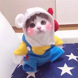 微信动物头像小猫咪可爱超萌长肉这事有种冲胸来啊
