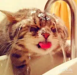 如何给猫咪洗澡

