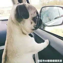 爆笑段子老婆问我,西游记里你最羡慕谁
