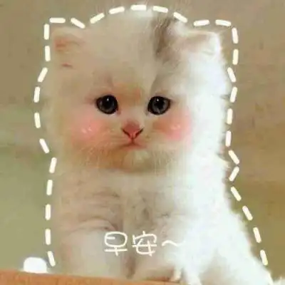 猫猫头像高清可以当头像的猫图片
