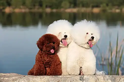 泰迪狗图片大全聪明又优雅的小萌宠
