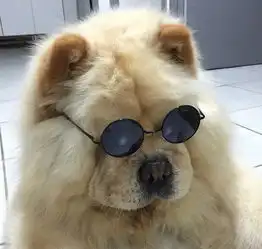 胖到没朋友的松狮
