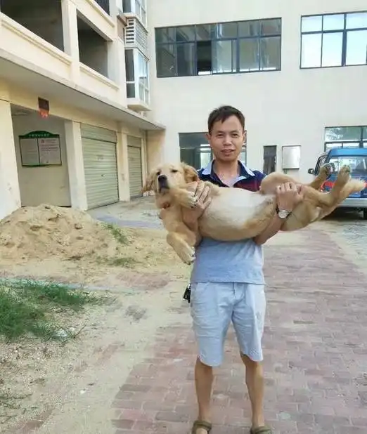 金毛被网友抱在怀里的照片发到网上,被ps大神各种恶搞
