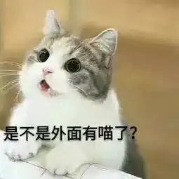 要我说不是上班不好玩,是你公司没有猫
