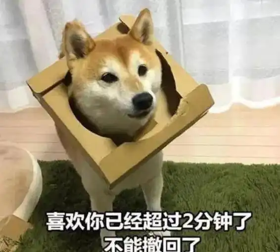 一只狗是如何分辨主人的它独特的行为表现会告诉你
