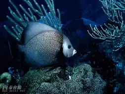 令人惊叹的海底世界
