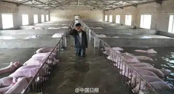 6000头猪遇洪灾主人挥泪生死诀别
