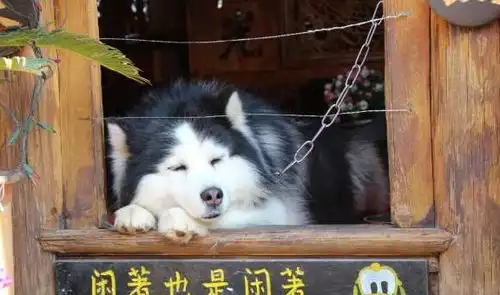自己养的哈士奇,爸妈养的二哈,奶奶养的二哈,差距不是一点点狗狗

