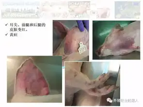 非瘟高清图谱患了非洲猪瘟的病猪究竟什么样
