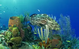 热带海底世界高清壁纸
