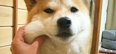 朱嘉威歌手网易云音乐
