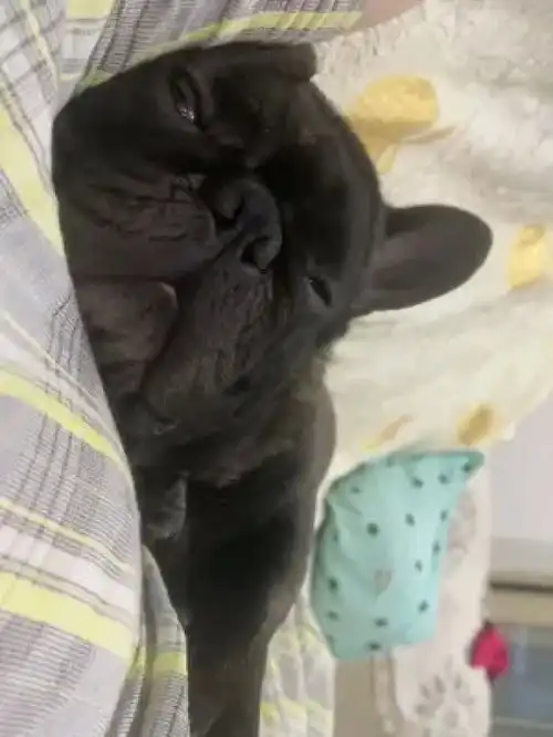 家养宠物激萌动物人宠互动宠物兔爆笑动物兔子
