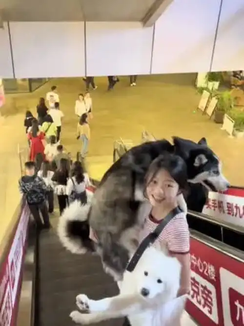 家养宠物激萌动物阿拉斯加犬哈士奇爆笑动物
