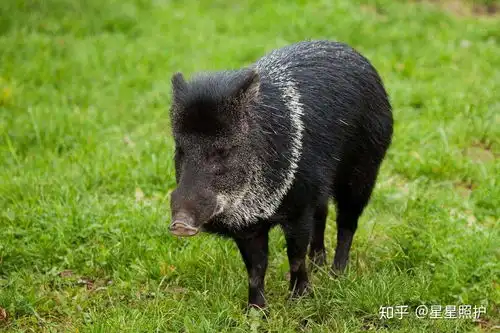 纯天然无害无污染无化学添加剂这才是最大的健康骗局
