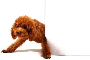 泰迪狗图片大全聪明又优雅的小萌宠
