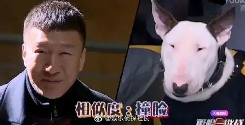看见一条蜜汁眼熟的法斗
