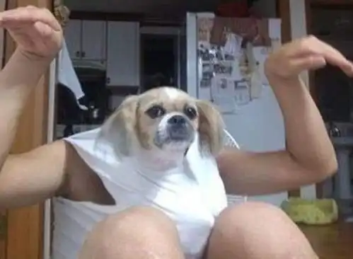 狗狗搞笑图片合集,狗狗我不是人,但你是真的狗
