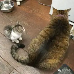 爆笑猫咪图片集锦,哈哈哈哈
