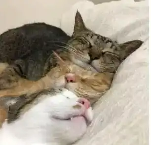 三只猫咪抱在一起睡觉,睡姿太搞怪,主人一见顿时笑喷
