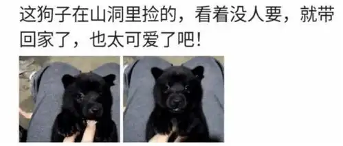 山上捡了一条狗,感觉萌萌哒网友等它妈找到你,更可爱哈哈
