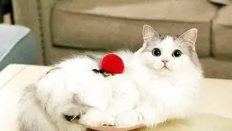 普贝斯布偶猫的性格怎么样
