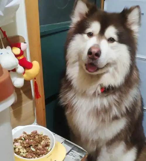 狼狗究竟是狼还是狗你知道多少种狼狗
