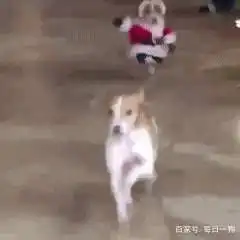 开会时偷看沙雕狗子,笑出鼻涕泡现在领导找我谈话了
